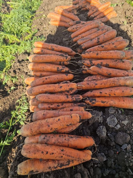 Morcov Ridiche Neagra