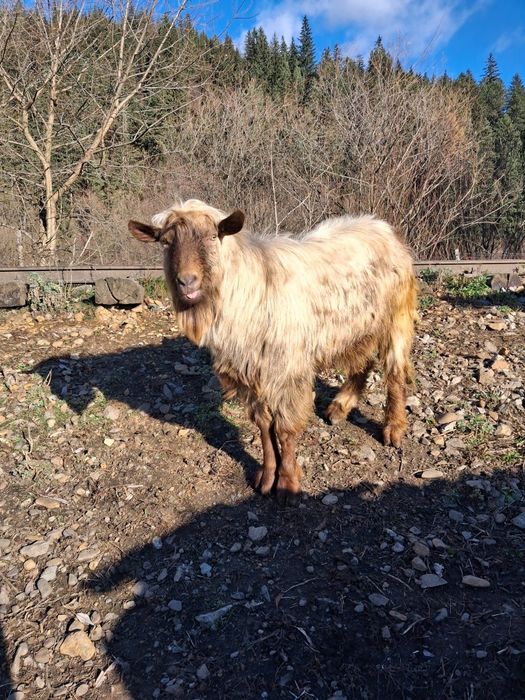 Vând un tap de 2 ani si 2 iedute