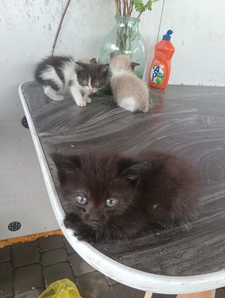 Котята  едят все