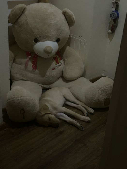 Labrador retriver