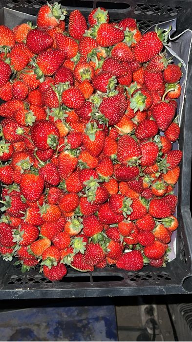 клубника сорт Альбион