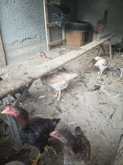 Srochni tovuklar xoroz dakan