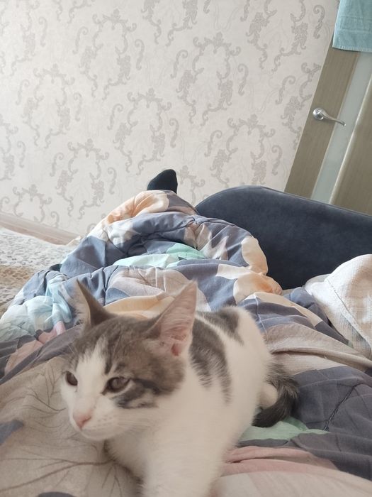 Котенок  бесплатно