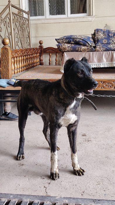 Kuchuk 8 oylik chopon gibrid srocna