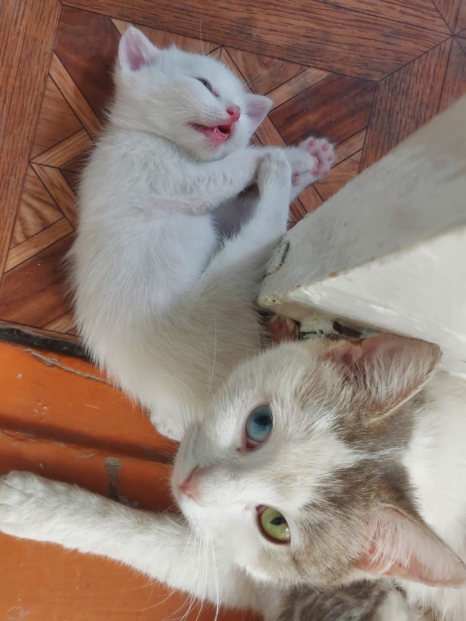 Подарю котят игривых