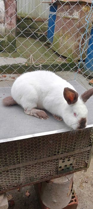 Vând mascul California