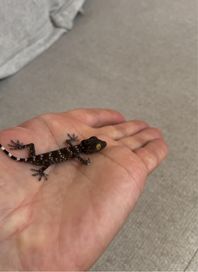 Гекон Tokay Gecko