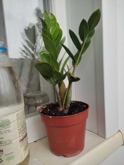 Продам долларовое дерево