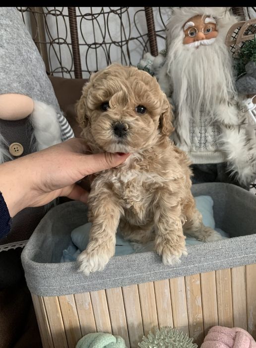 Пудел тийкъп /малтипу maltipoo / пудел той момиче
