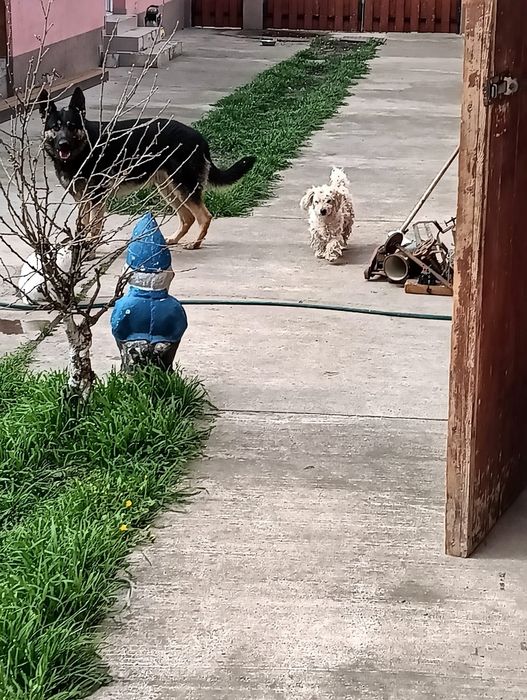 Donez Ciobanesc german