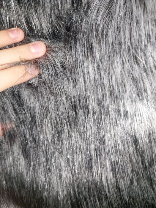 Blana artificieala ,nepurtata! Mărime M