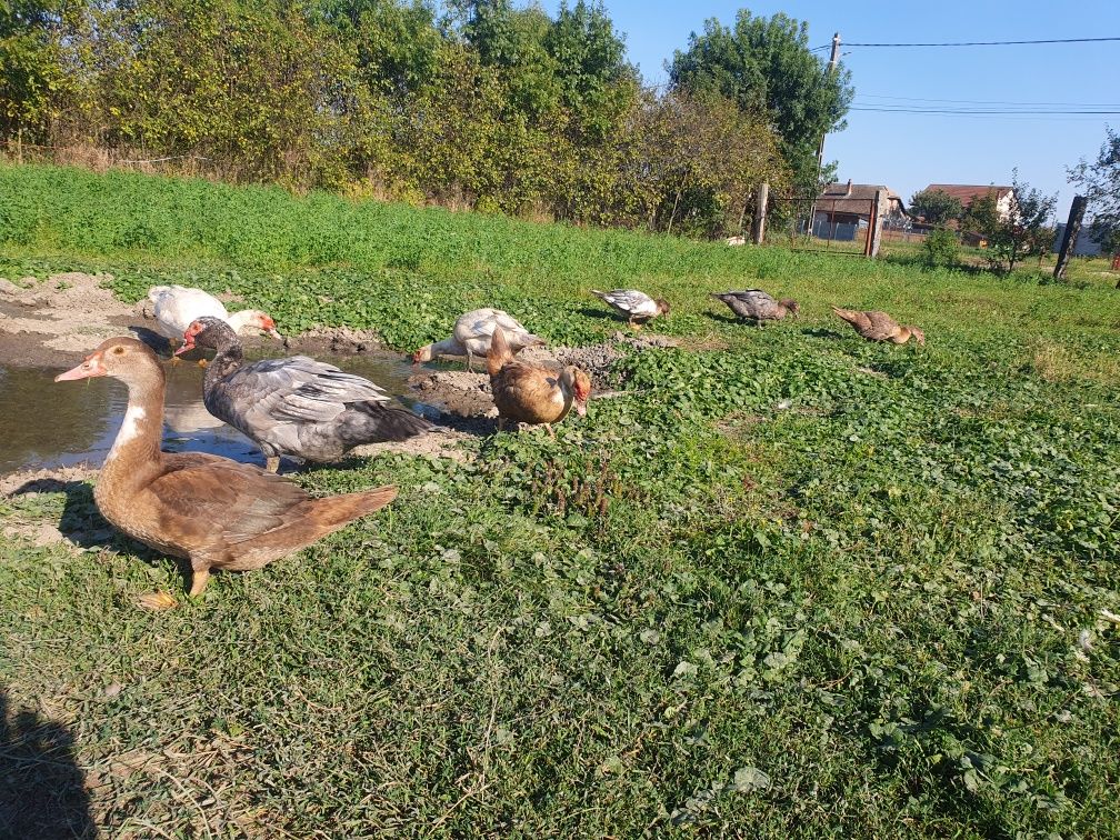 Rațe mute vor să zboare