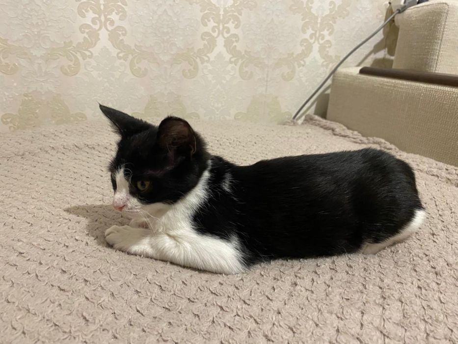 Котенок ищет любящий дом