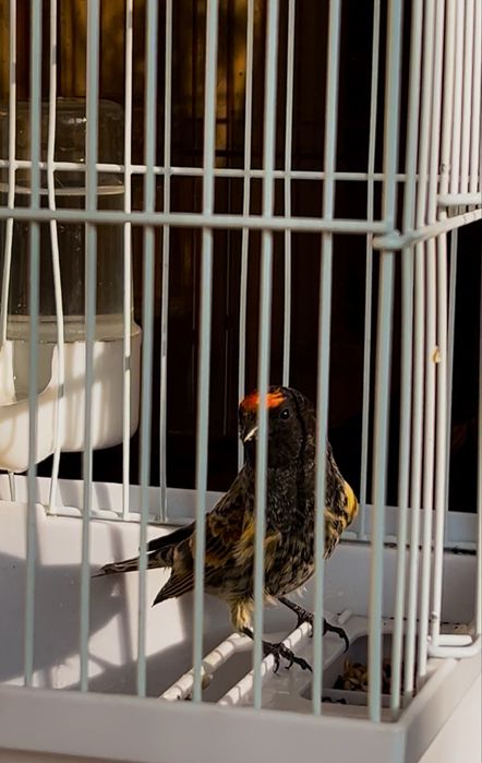 Kanareyka Karalyok Каралйок