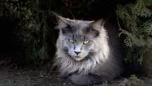 Felisa acreditata Maine Coon - Pedigree