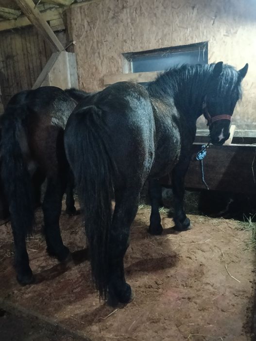 Vând doi armăsari cu vârsta de 2 și 3 ani