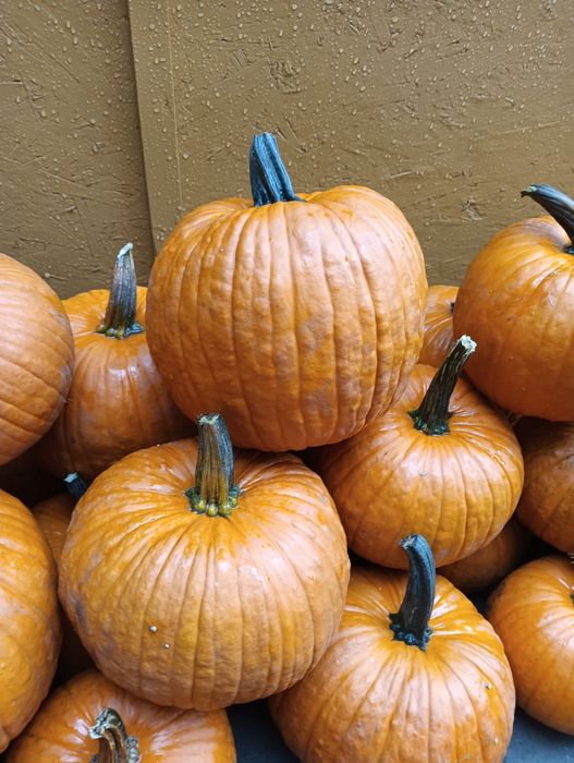 Bostani/dovleac pentru Halloween