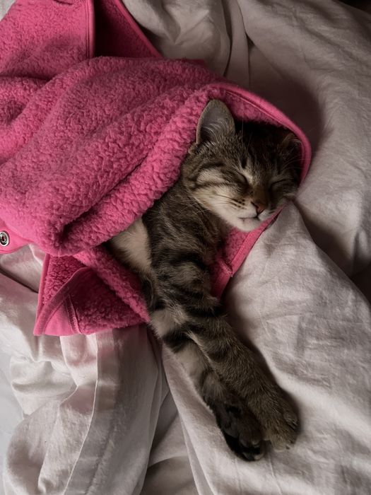 3 месячный котенок, мальчик, отдам в хорошие руки.