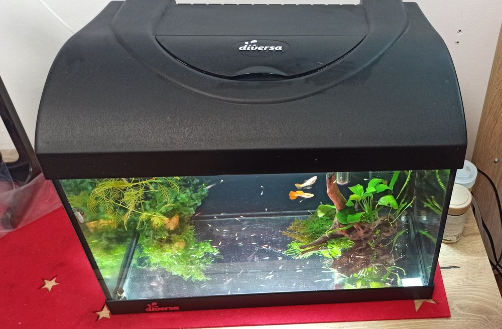 Acvariu Diversa 25 l