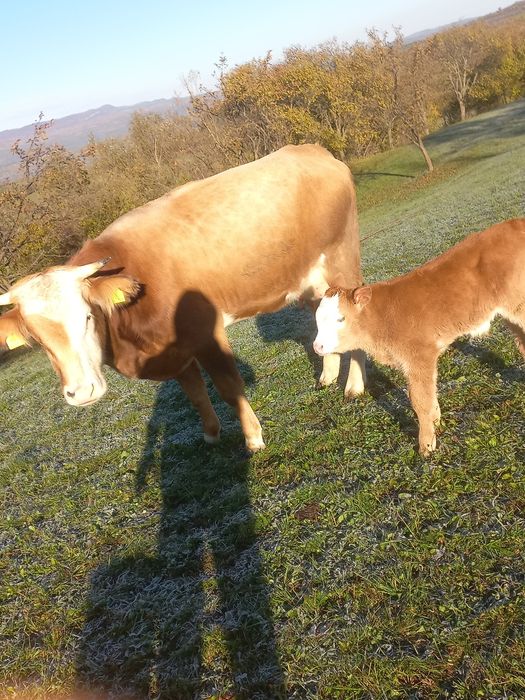 Vand giuninca cu vitel de 3 zile