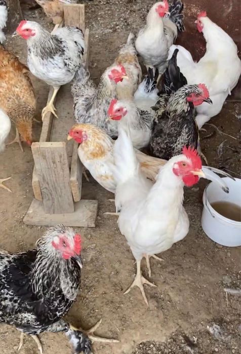 Қаздар и қораз Сатылады или обмен қойға