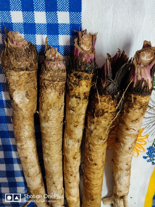 Rădăcina de brusture