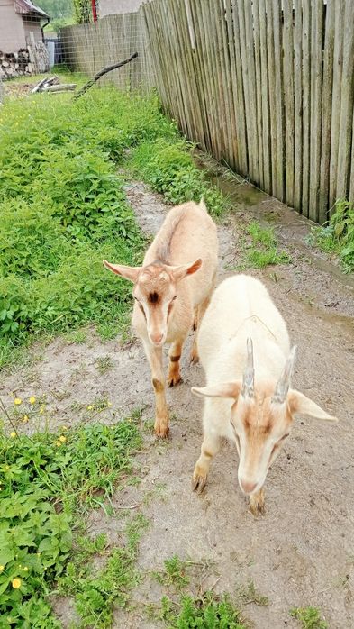 Vând inedită și tap