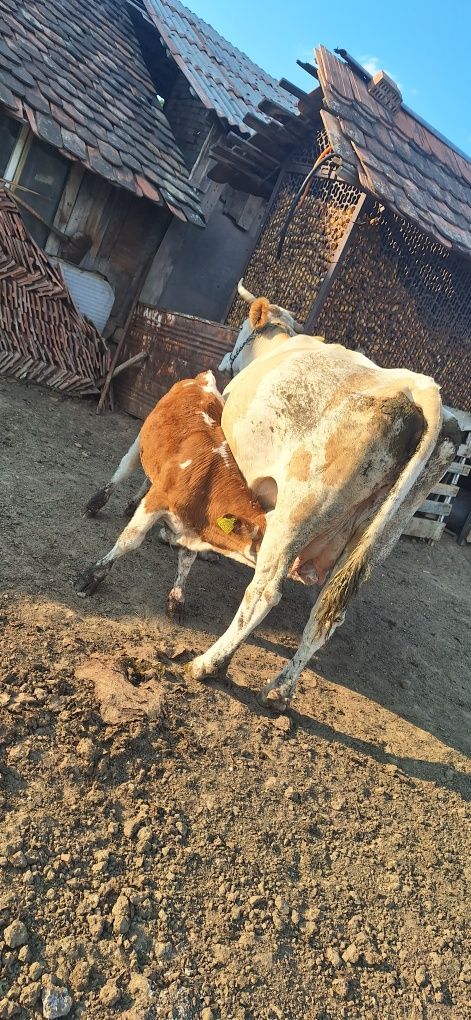 Vând vaca de 7 ani cu vitea lângă ea