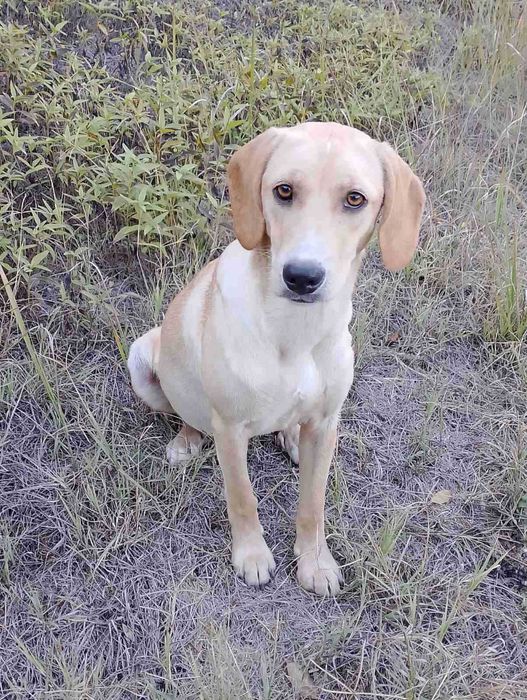 Кучета за осиновяване