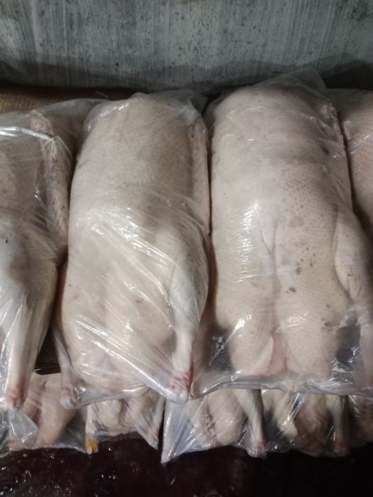 Продам гусей гусей