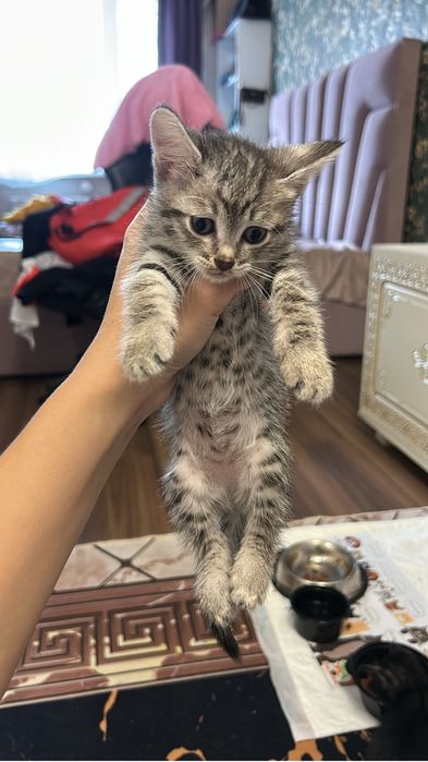 Отдаю шикарных котят и маму кошку