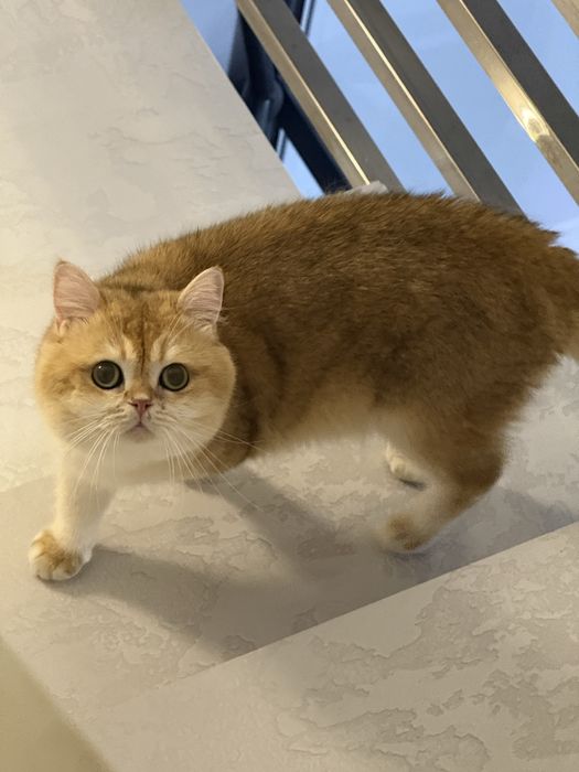 Кот на вязку привазной кот
