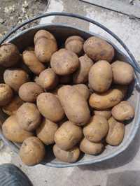 Продам семенной картофель сорт армовирка.ведро 10кг.500 тенге