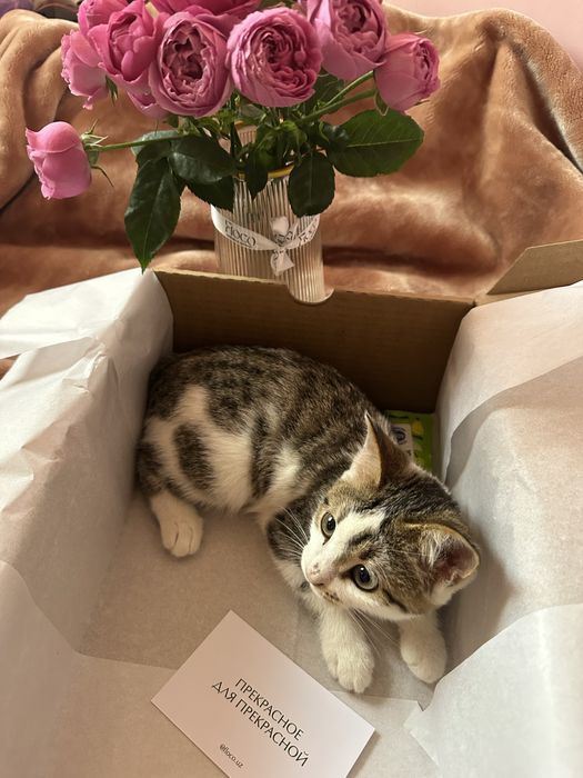 Котенок в хорошие руки