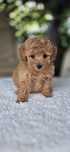 Maltipoo baietel Pudel/Maltez