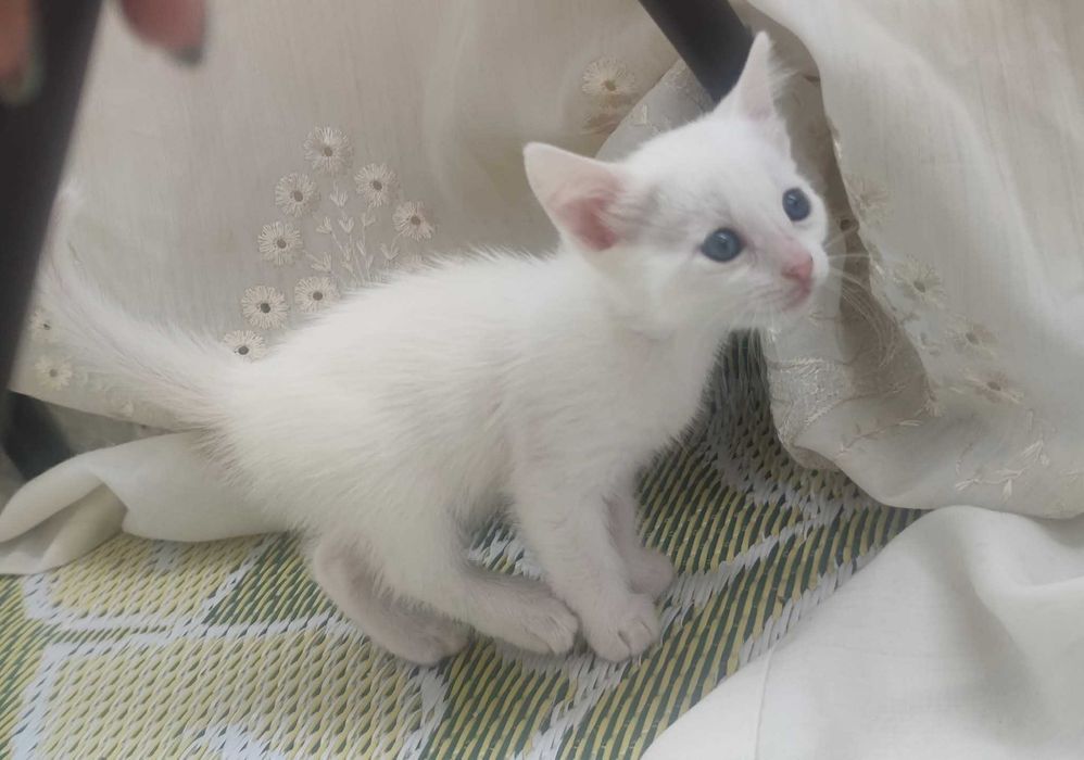 Котенца, бели и черни