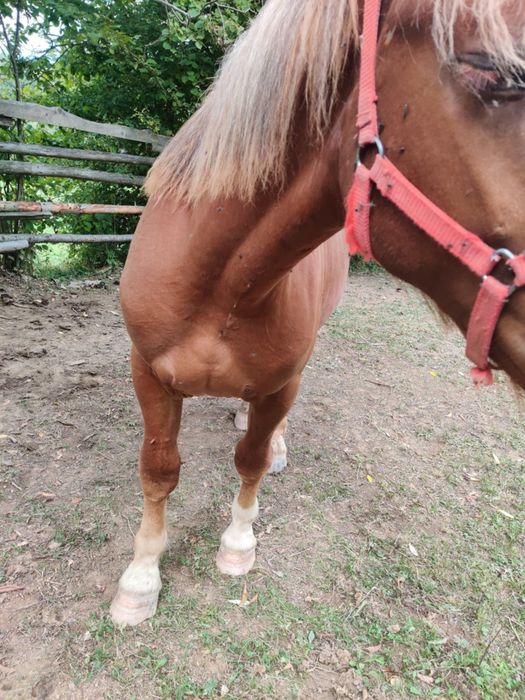 Manz de vnzare mai multe det la nr