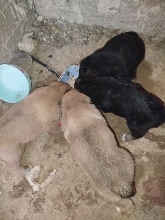 Продаются немецкие щенки