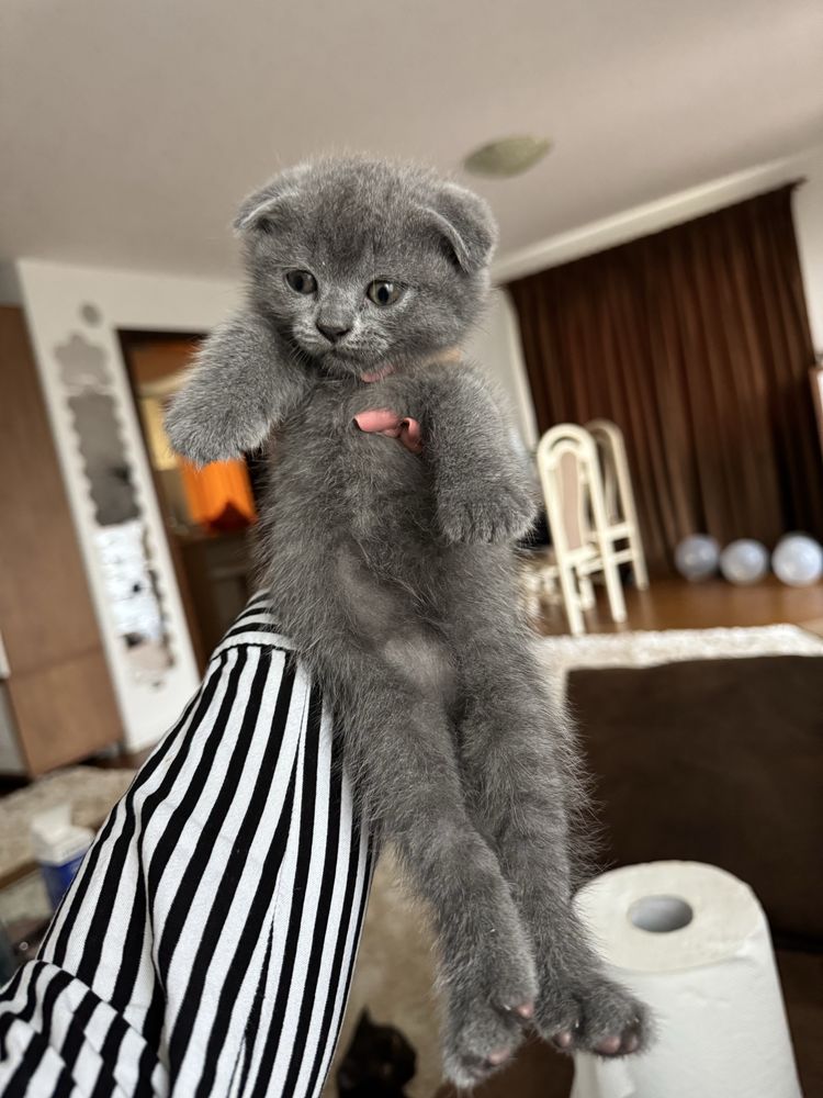 Scottish Fold si British Shorthair