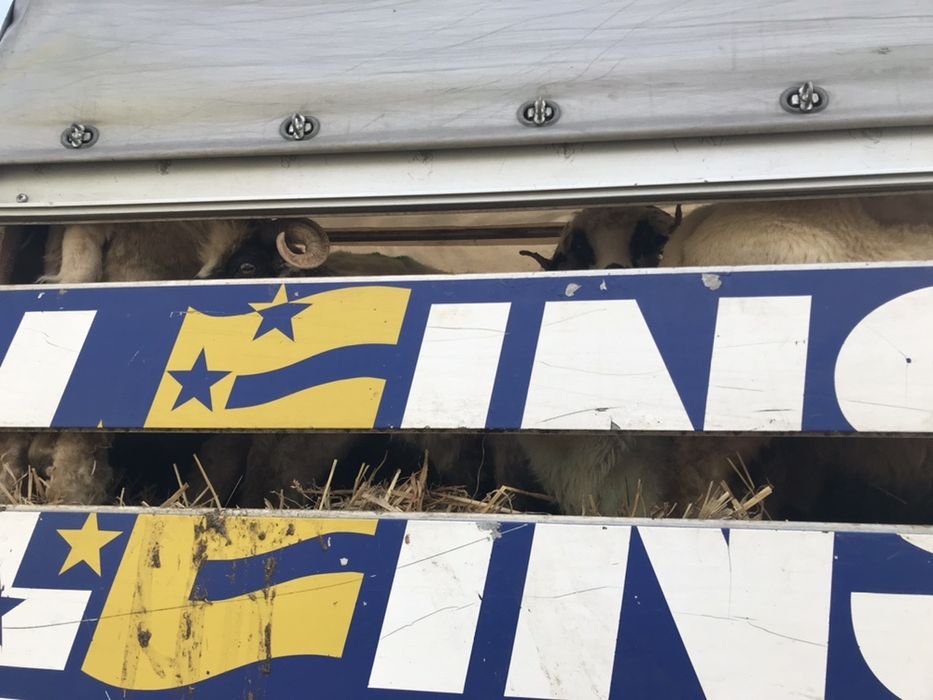 Transport animale vii