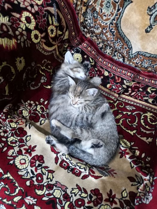 Милые котята ищут любящих хозяев.