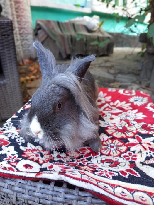 Pui de iepurași cap de leu - 50 lei