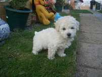 Pui caniche mascul