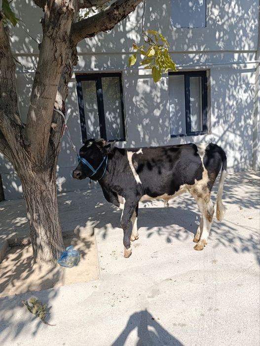 Mol va Qõchqor sotiladi
