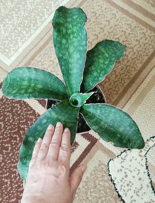 Сансевиерия Крыло Дракона Драгон вингс сансевьера комнатные растения