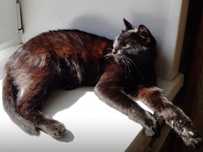 Котейки ущут свою семью