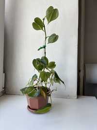 Комнатное растение филодендрон бразильский на опоре