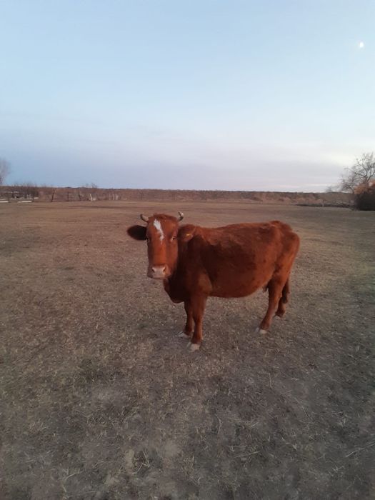 Сиыр сатылады 110млн