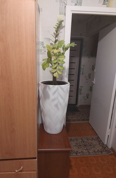 Продаю замиокуликус ( долларовое дерево) большая