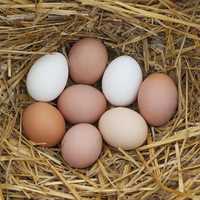 Домашние яйца 700 Тенге микрорайон Кулагер